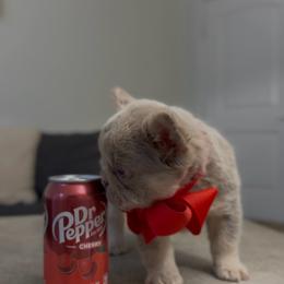 Waffles - Tricolors male French Bulldog puppy in Midland, Texas from Frenchies