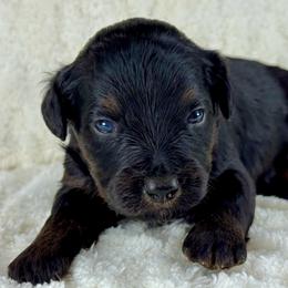 BPF3 - Black phantom female Aussiedoodle puppy in Prague, Oklahoma from Classic K9’s  Aussies & Doodles