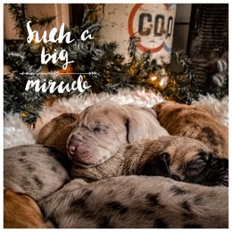 Great Dane Puppies from Pepper Mae Danes