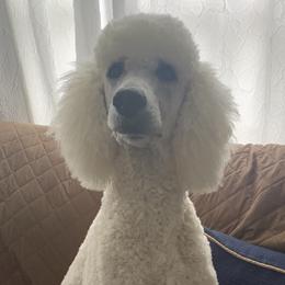 Dash - Poodle