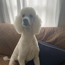 Dash - Poodle