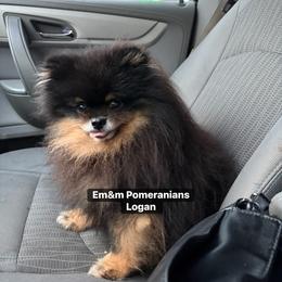 Logan - Pomeranian