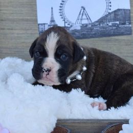Boxer Puppies from von Ascalon
