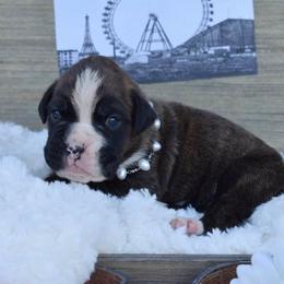 Boxer Puppies from von Ascalon