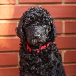 Red Boy - Black male Poodle puppy in Palmetto, Georgia from Renders Poodles