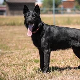 German Shepherd puppies from Von Der Havier German Shepherds