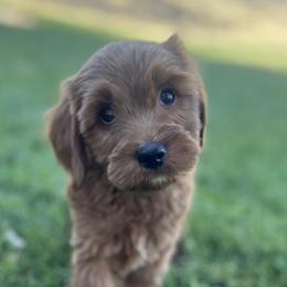 Meli's Green Male - Apricot male Goldendoodle puppy in Great Falls, Montana from Montana Goldendoodles