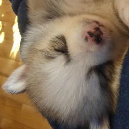 Pomeranian and Pomsky Puppies from Spillman's Specialty Breeding