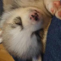 Pomeranian and Pomsky Puppies from Spillman's Specialty Breeding
