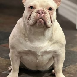 French Bulldogs from Higher up frenchies