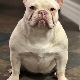 French Bulldogs from Higher up frenchies