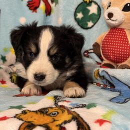 Vixen - Black tri female Miniature Australian Shepherd puppy in Corbin, Kentucky from Lightning K Kanine’s