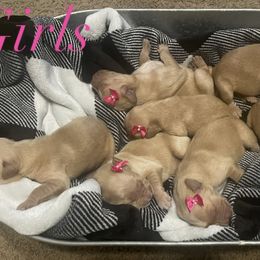Golden Retriever Puppies from Golden Breed