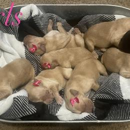 Golden Retriever Puppies from Golden Breed