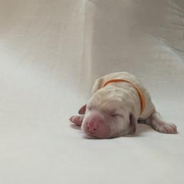 Dilute Retriever and Labrador Retriever Puppies from LC Hunting Labs, LLC.