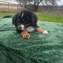 Van - Black tri-color male Australian Shepherd puppy in Copperas Cove, Texas from Hidden Leaf Aussies