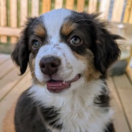 Girl 2 - Red tri Miniature Australian Shepherd puppy in Quitman, Arkansas from Horseshoes and Aussies