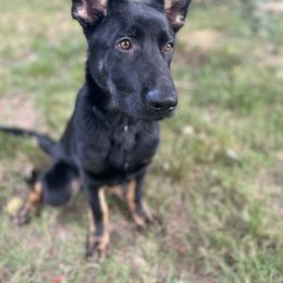 Fritz - German Shepherd puppy in Bartlett, Tennessee from Paws Of Germany