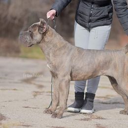 Cane Corso and French Bulldog All Grown Up from Mount Olympus French Bulldogs