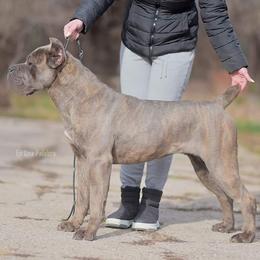 Cane Corso and French Bulldog All Grown Up from Mount Olympus French Bulldogs