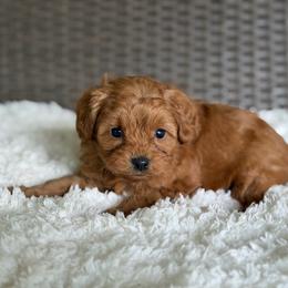 Rudy - Red male Cavapoo puppy in Hardin, Texas from Oodlesoflildoodles