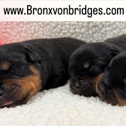 Boy 1 - Black and tan male Rottweiler puppy in Danieslville, Georgia from Bronx Von Bridges Rottweilers