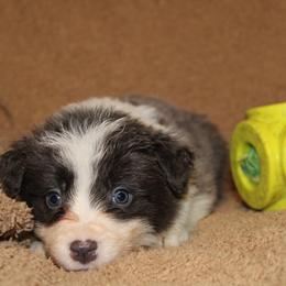 Nurse Ratched - Blue female Border Collie puppy in Crawfordsville, Indiana from Rescued Dreams Border Collies