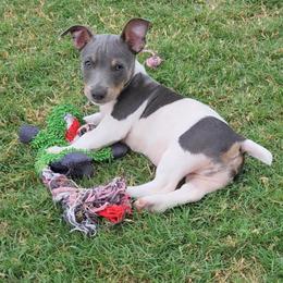 Teddy Roosevelt Terrier Puppies from Travelin' Man Terriers