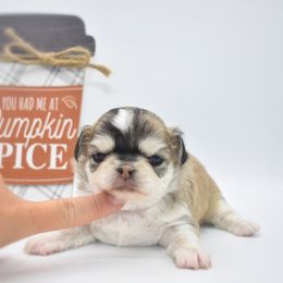 Pumpkin - AKC - Black sabled fawn female Chihuahua puppy in Bulls Gap, Tennessee from Smokey Mountain Chihuahuas