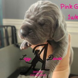 Girl 2 - Blue female Great Dane puppy in Longview, Texas from Lazy A Danes