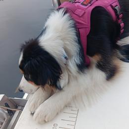 Diamond - Australian Shepherd
