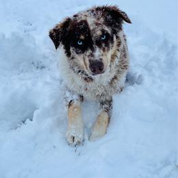 Pebbles - Australian Shepherd