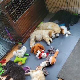 Poodle Puppies from Heavenly Standards Washington