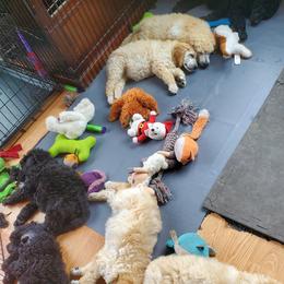 Poodle Puppies from Heavenly Standards Washington