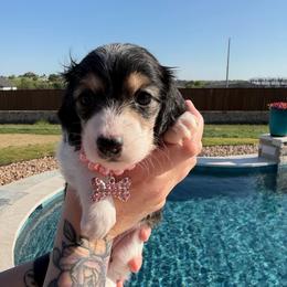Black and Cream - Black and cream female Dachshund puppy in Fort Worth, Texas from Honey B’s Doxies