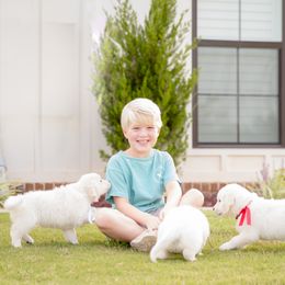 Golden Retriever Puppies from Southland Goldens