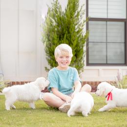 Golden Retriever Puppies from Southland Goldens
