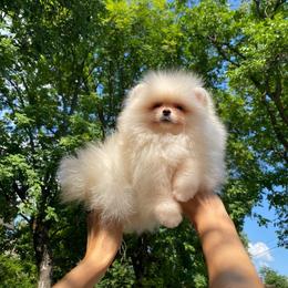 Girl 1 - Cream female Pomeranian puppy in Denver, Colorado from Diana's Pomeranians