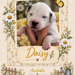 Daisy - White and black female Dalmatian puppy in Lehigh Acres, Florida from PupsMansion