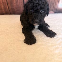 Ladybug - Black female Goldendoodle puppy in Luana, Iowa from Country View Bernedoodles and Goldendoodles