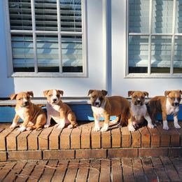 American Staffordshire Terrier Puppies from MDYC Amstaffs