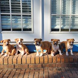 American Staffordshire Terrier Puppies from MDYC Amstaffs
