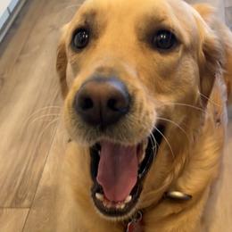 Golden Retrievers from Emma Bekker