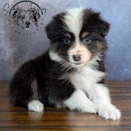 Theo - Black tri-color male Australian Shepherd puppy in Fultonville, New York from Sandy Aussies & Pomeranians
