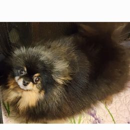 Lily Bug - Pomeranian