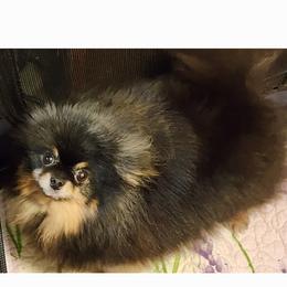 Lily Bug - Pomeranian