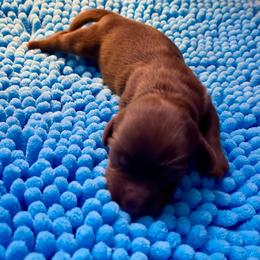 Dove - Chocolate female Dachshund puppy in Wolf Lake, Indiana from Canisteo Dachshunds