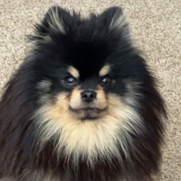 Bowser - Pomeranian