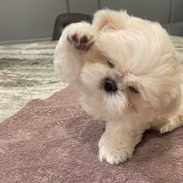 Shih Tzu Puppies from Marlene Kenney's Shih Tzus