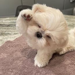 Shih Tzu Puppies from Marlene Kenney's Shih Tzus